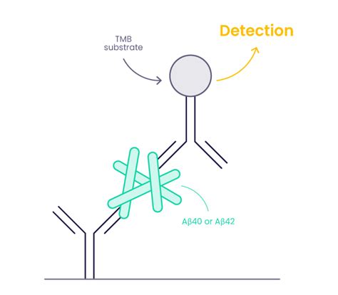 amyloid beta 42 human elisa kit|amyloid beta 42 protein.